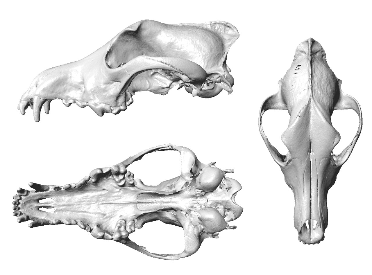 3D scan views of the skull of a male dingo from Wiluna, at the edge of the Western Desert