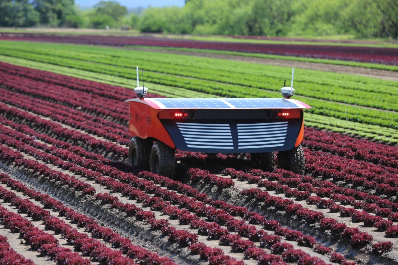 Rippa robot in crop field