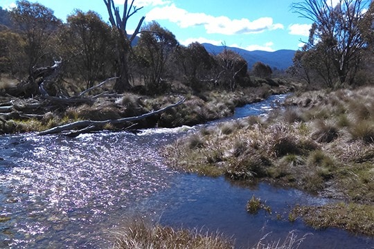 A river carrying fresh alpine water in isolated Australian landscape