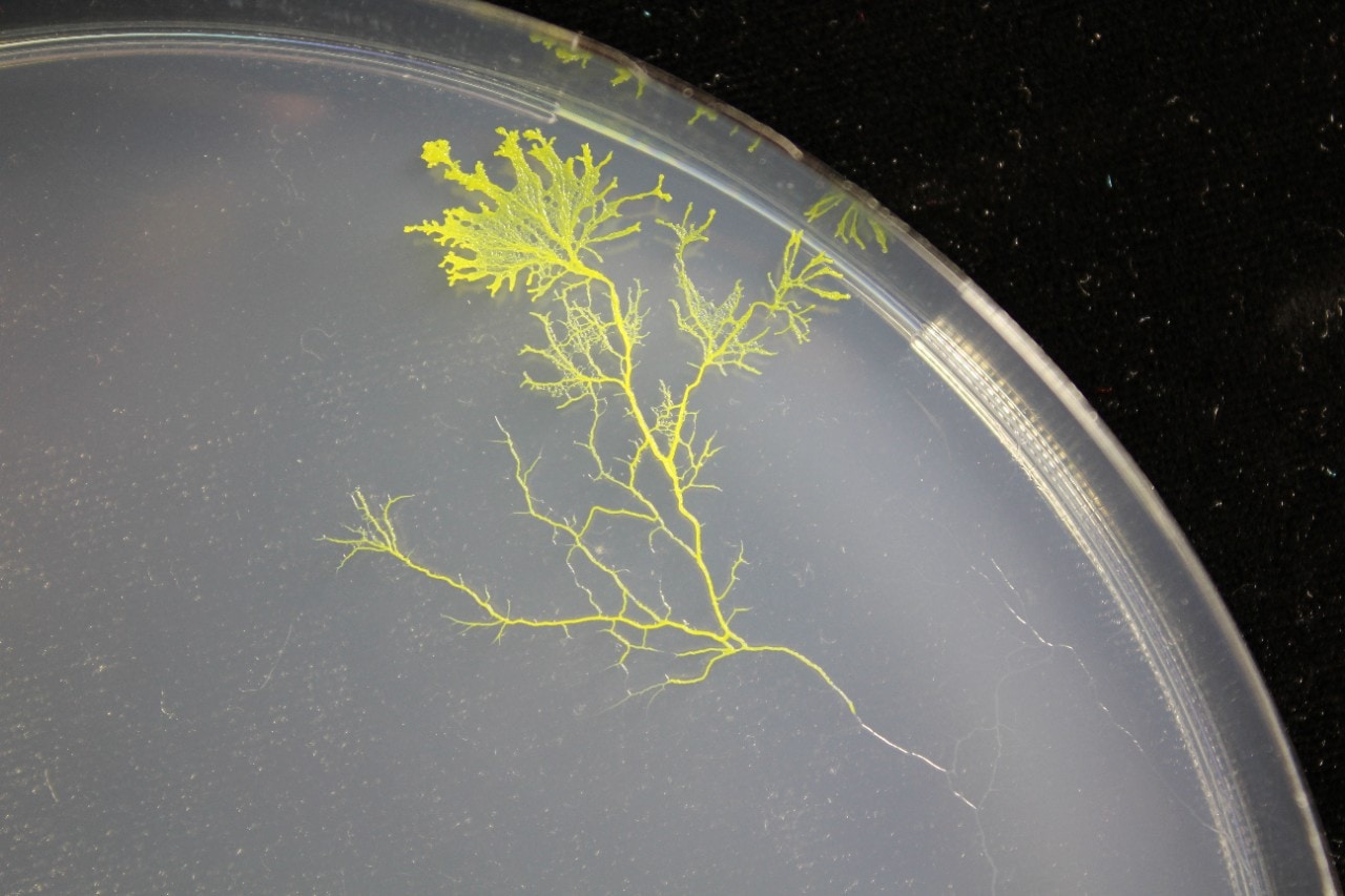 Physarum polycephalum growing on an agar plate