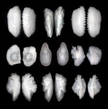 Otolith images - taken of fishes inner ear