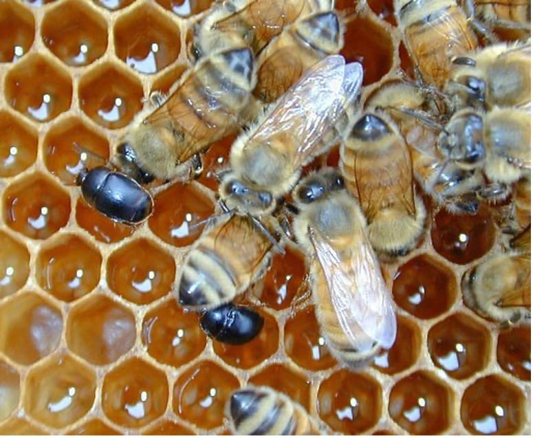 Image of bees in a honeycomb