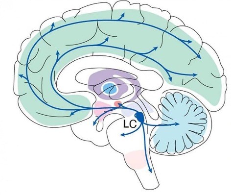 The locus coeruleus, situated in the dorsal pons, is a major source of noradrenalin and sends widespread projections throughout the brain
