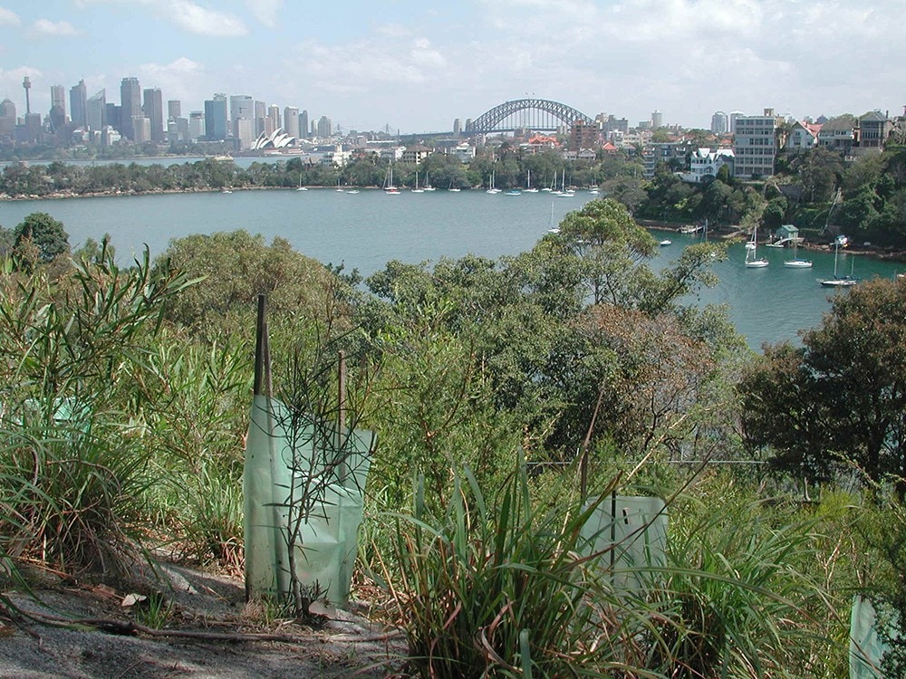 View of native habitat with view of Sydney Harbour