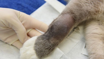 Close-up on a cat's shaved paw