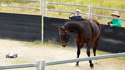 Researchers used a remote control car to mimic the actions of a trainer using the Join-Up method, undermining the idea of a human-horse connection.