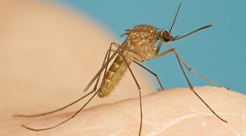 Close-up of Mosquito on human hand