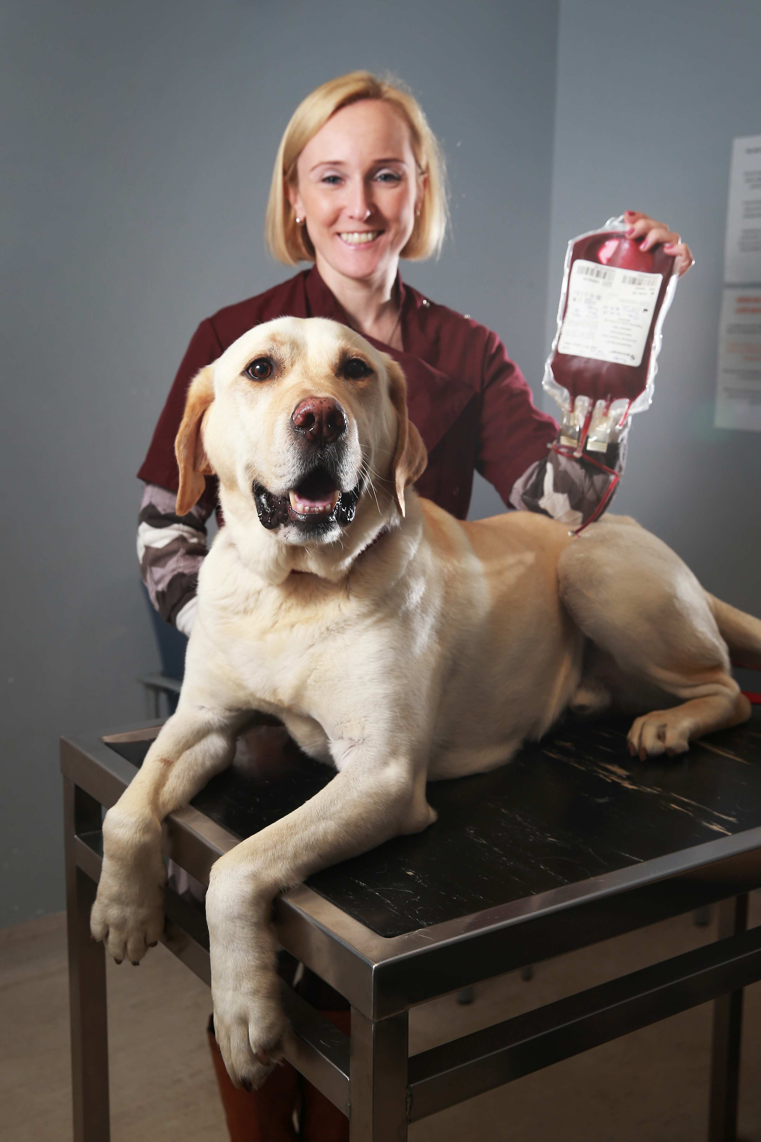 Blood bank opened for dogs to meet demand - The University of Sydney