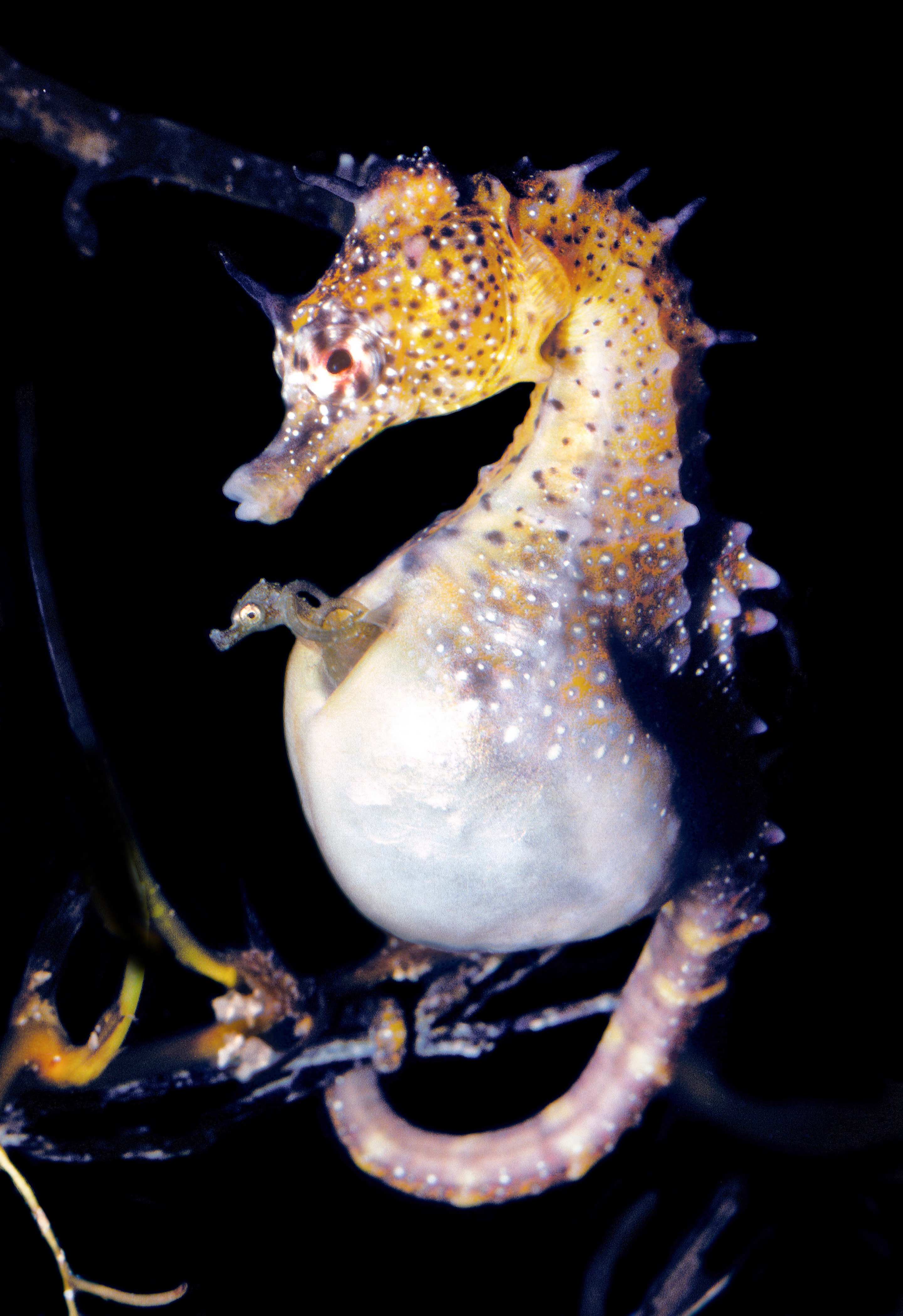 seahorse being born