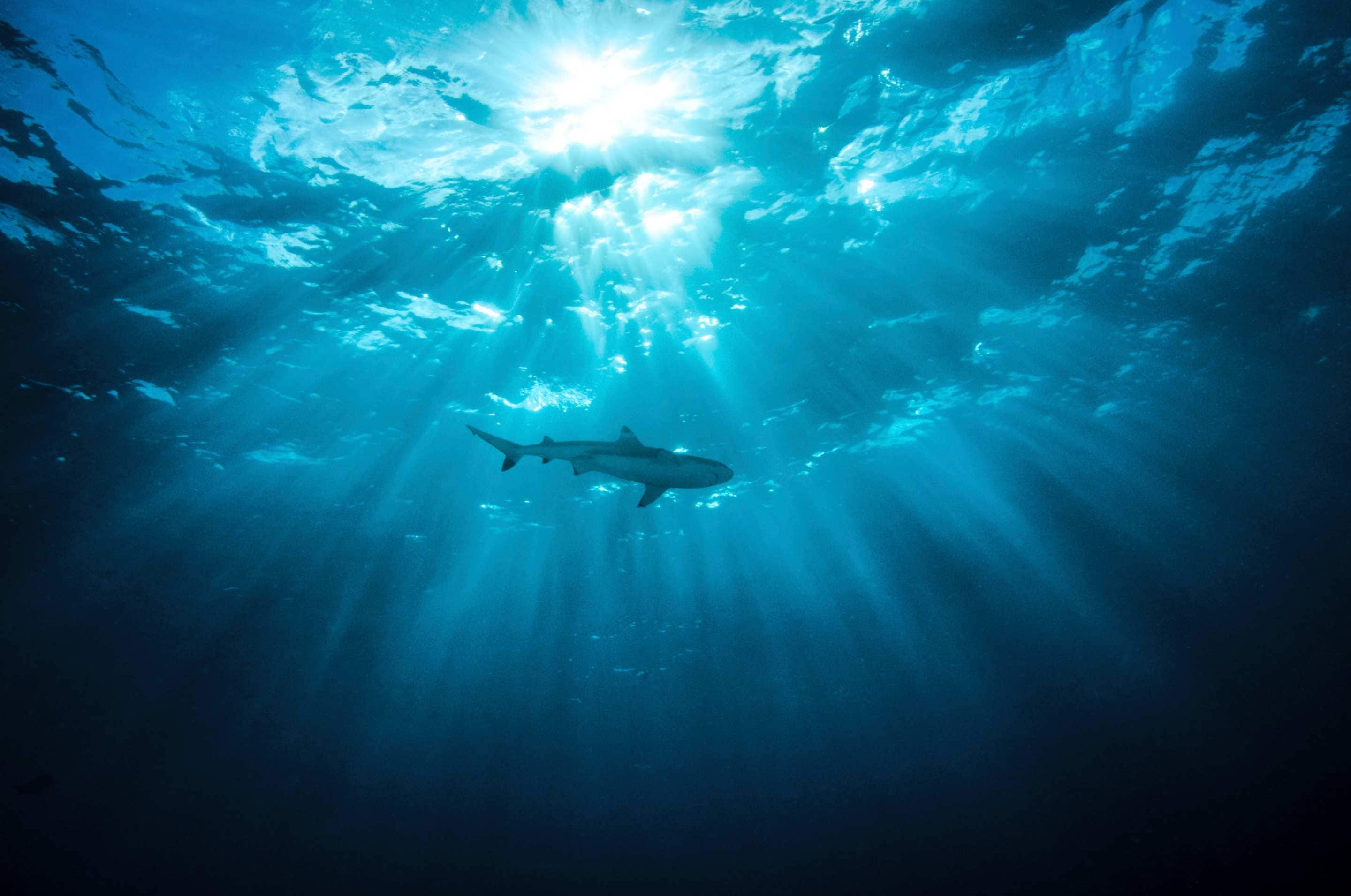 A shark seen from below in sunlight. Image: iStock