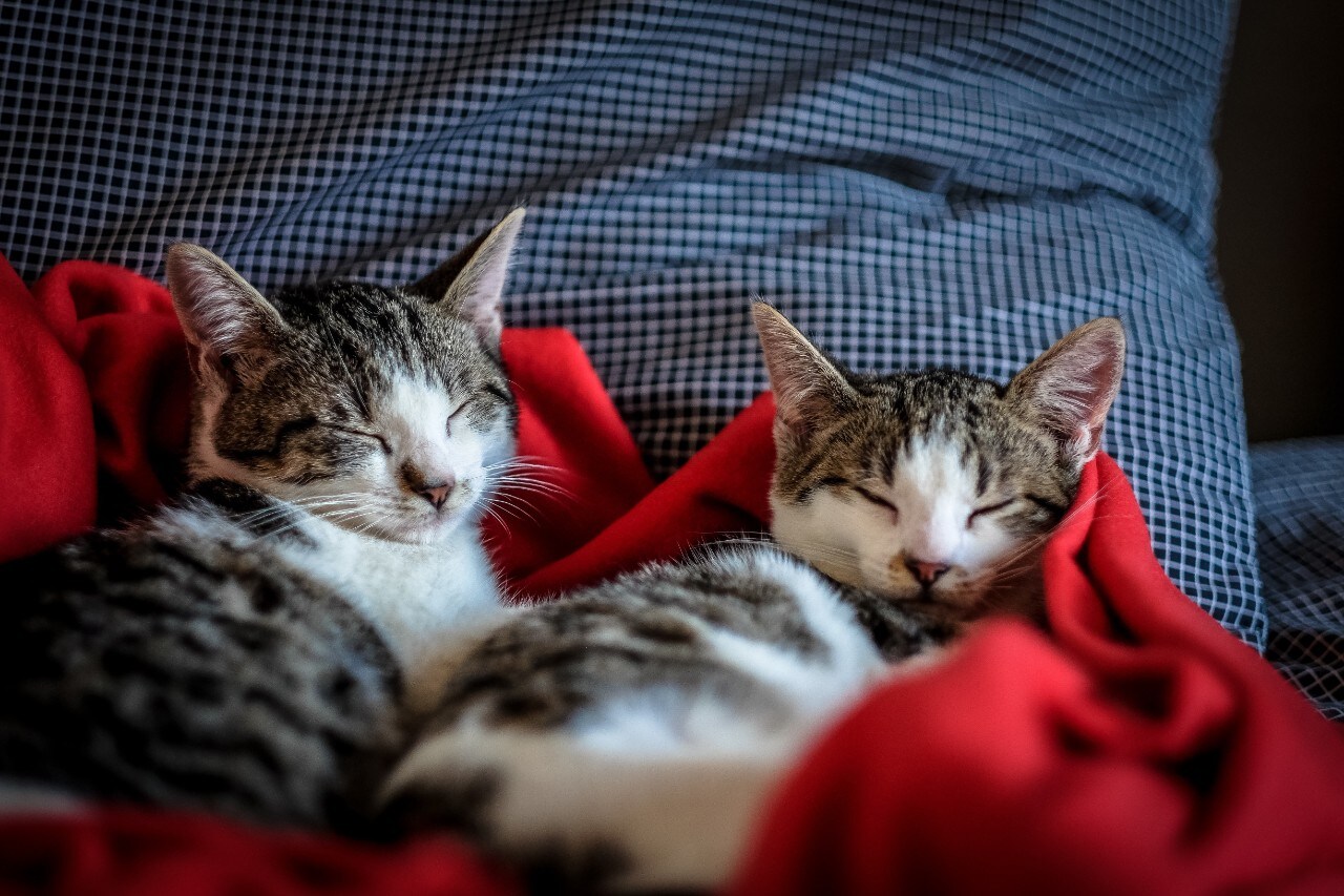 Two kittens sleeping on a blanket