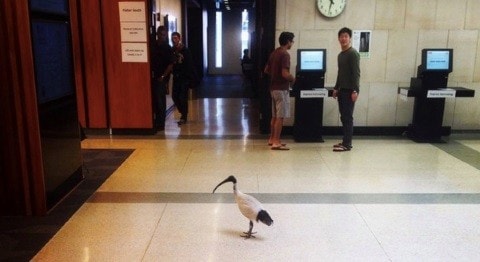 An ibis waits for an elevator