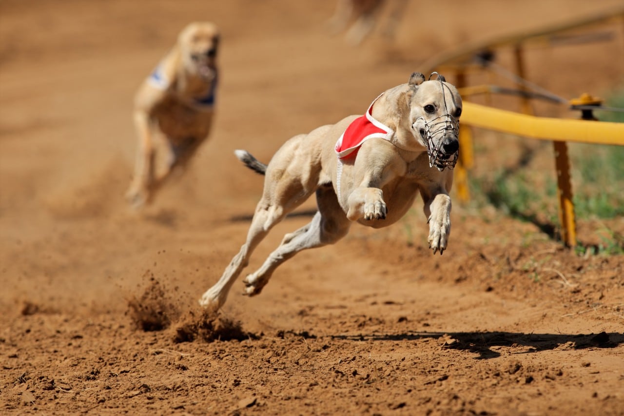 Two greyhounds racing on a dirt track