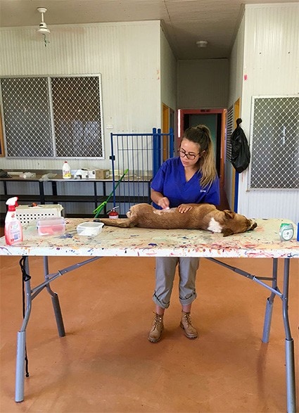Vet student Simone Armstrong desexes a dog in Northern Territory rural aboriginal community