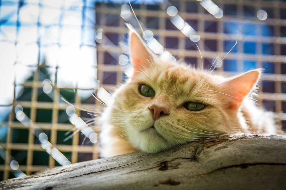 Cat in enclosure at the University Veterinary Teaching Hospital.