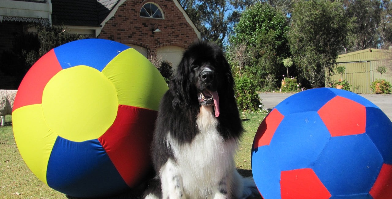 Ruggles the dog in between two giant inflatable balls