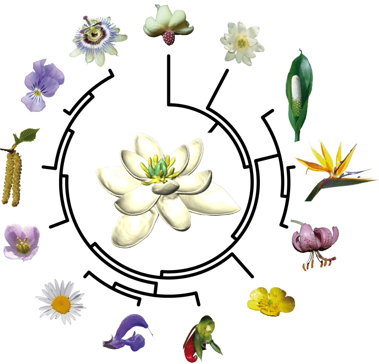 All living flowers ultimately derive from a single ancestor (centre) that lived about 140 million years ago. To find out what this ancestral flower may have looked like and trace back the evolution of flowers since then, the study used the evolutionary tree (here simplified) that connects all living species of flowering plants. Credit: Hervé Sauquet and Jürg Schönenberger.