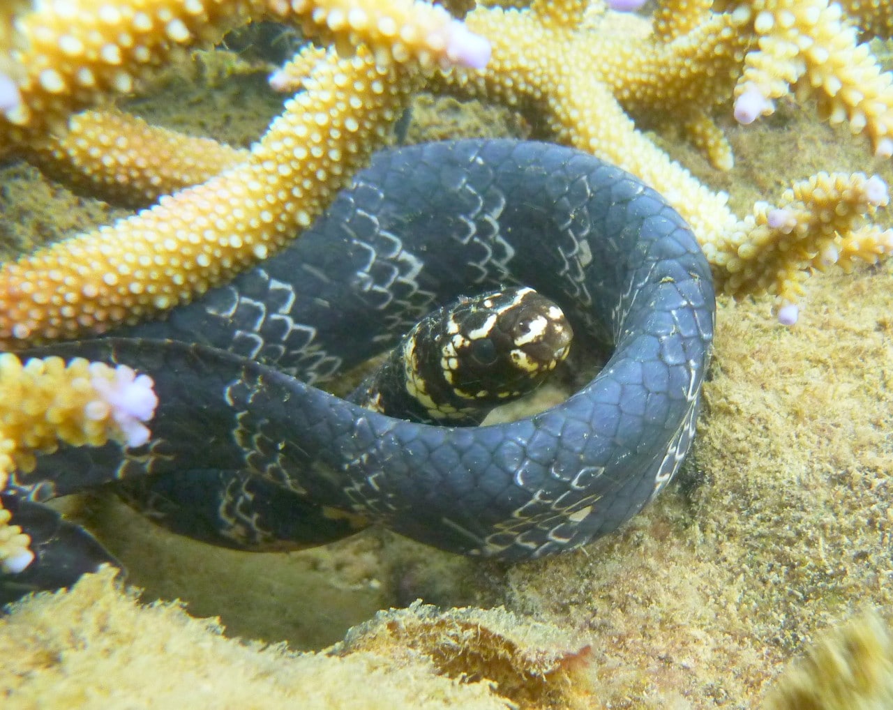 Turtle-headed seasnake photos by Claire Goiran. Video by Terri Shine.