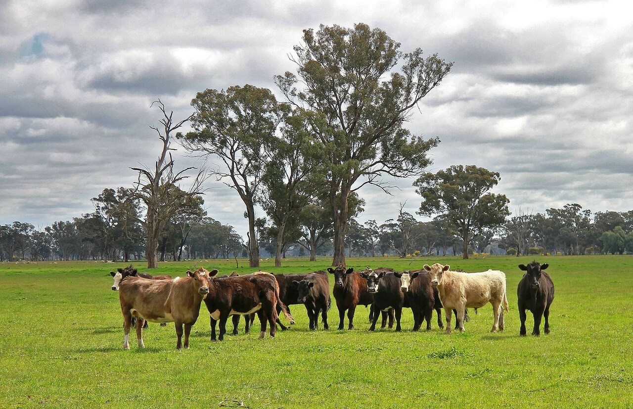 Cows in a paddock