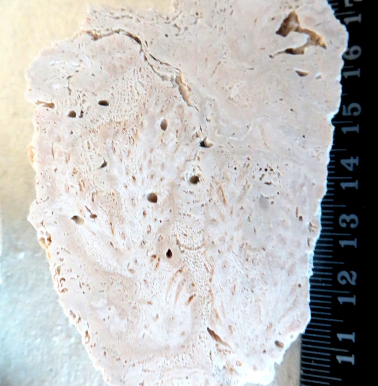 A fossil from a specimen in the Great Barrier Reef. 