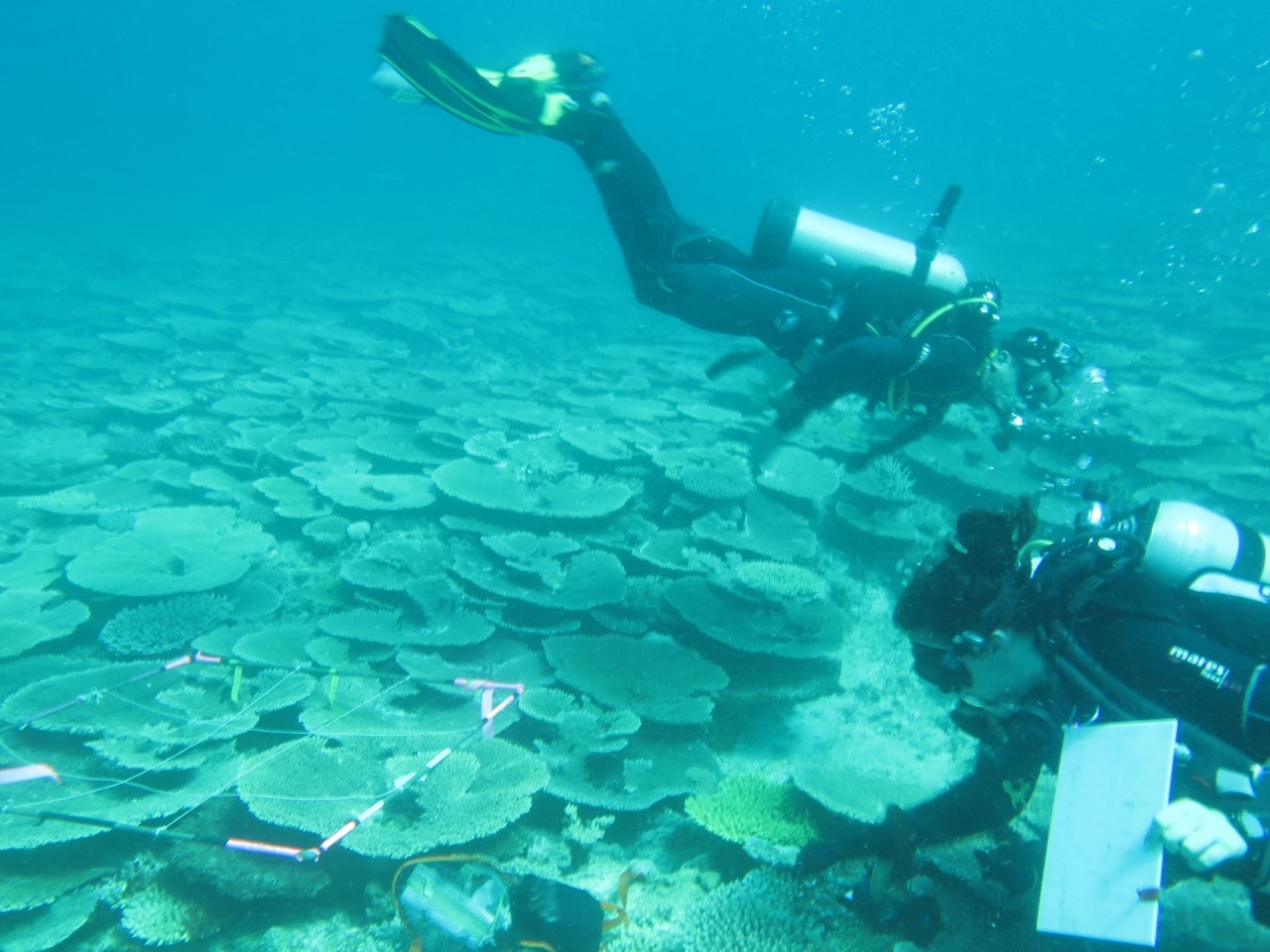 University of Sydney researchers underwater in the Great Barrier Reef. 