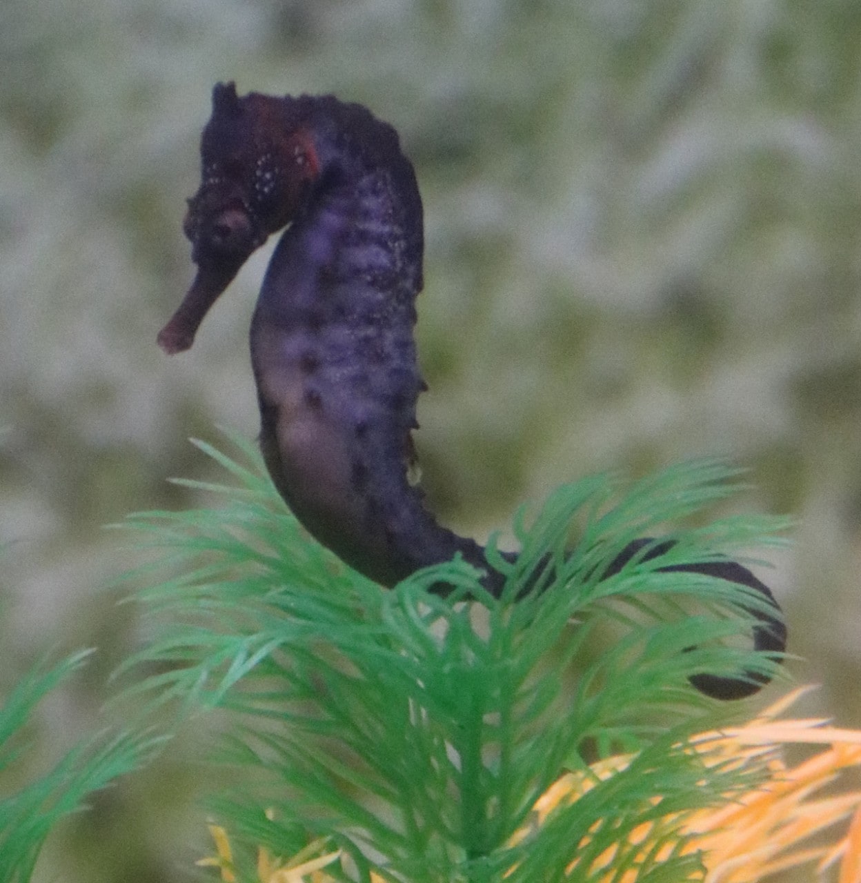 A male slender seahorse in a tank.
