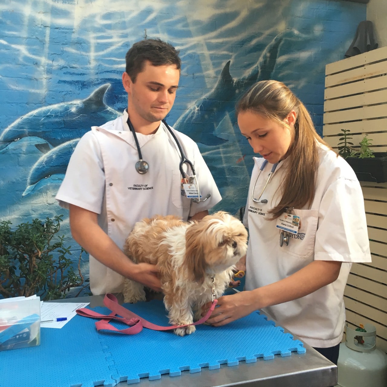 Final-year veterinary students treating a patient