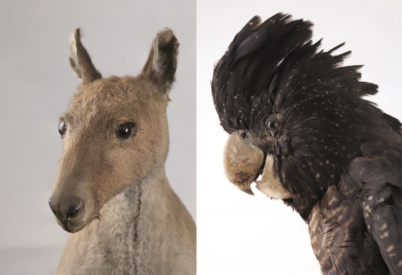 Macleay specimens of cockatoo and kangaroo