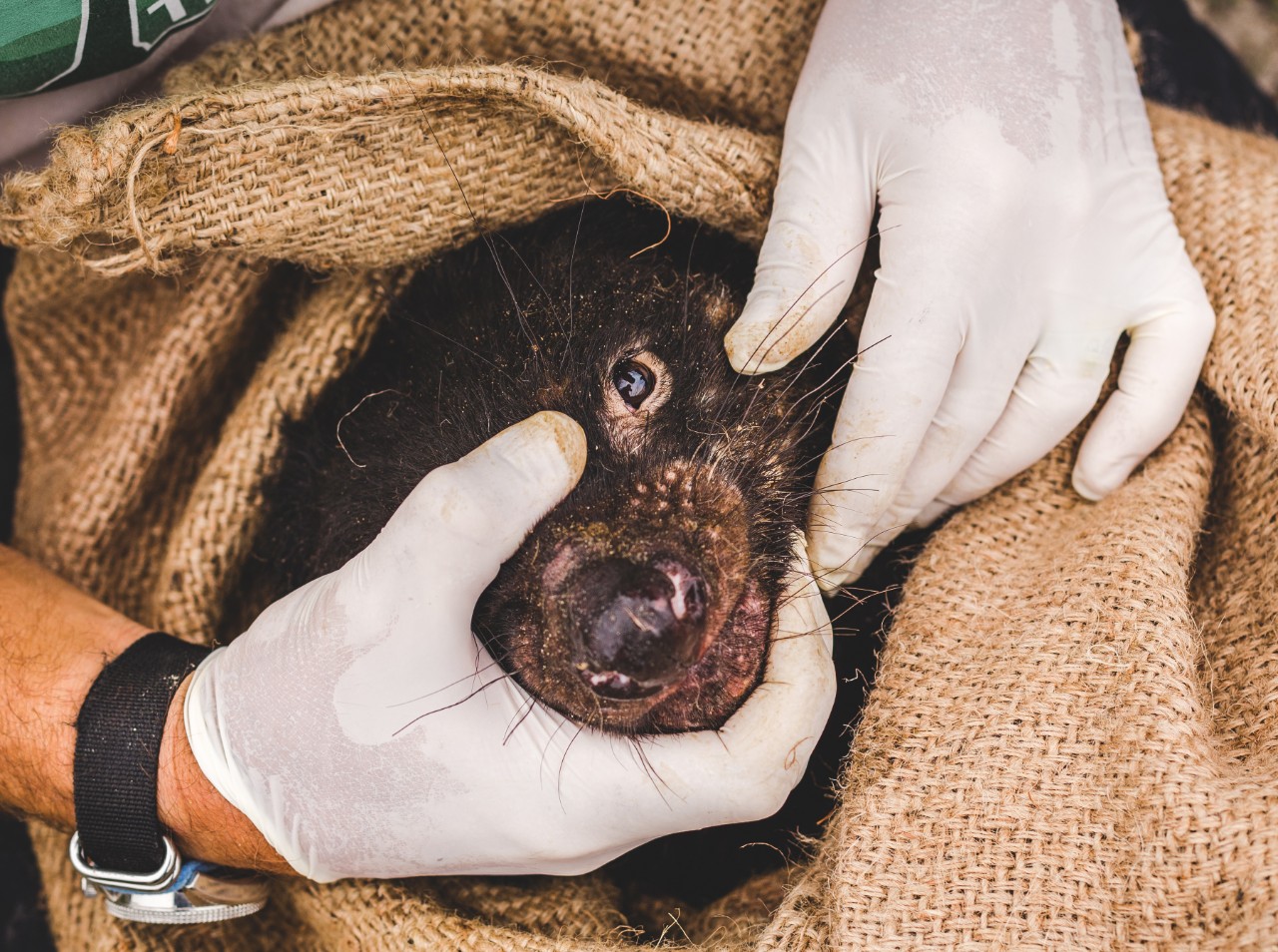 a tasmanian devil being examined by a researcher after being trapped