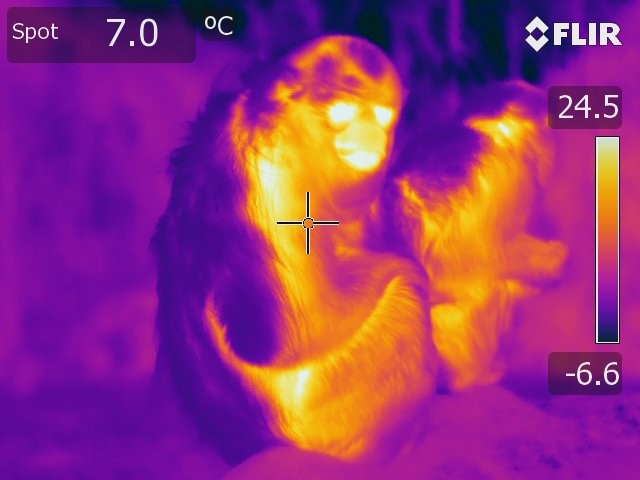 A thermal image of a monkey in winter in China’s Quinling mountains