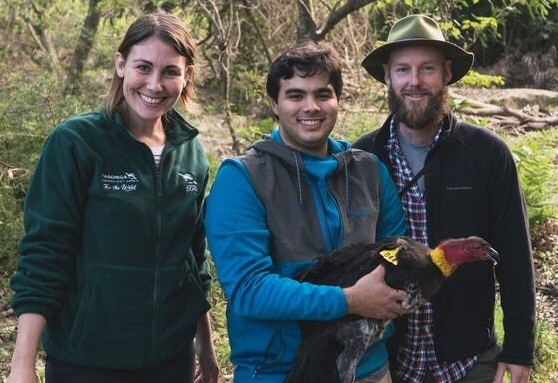 The brush turkey research team, led by Sydney doctoral candidate Matthew Hall (centre) with Taronga's Dr Alicia Burns and Dr John Martin from the Royal Botanic Garden.