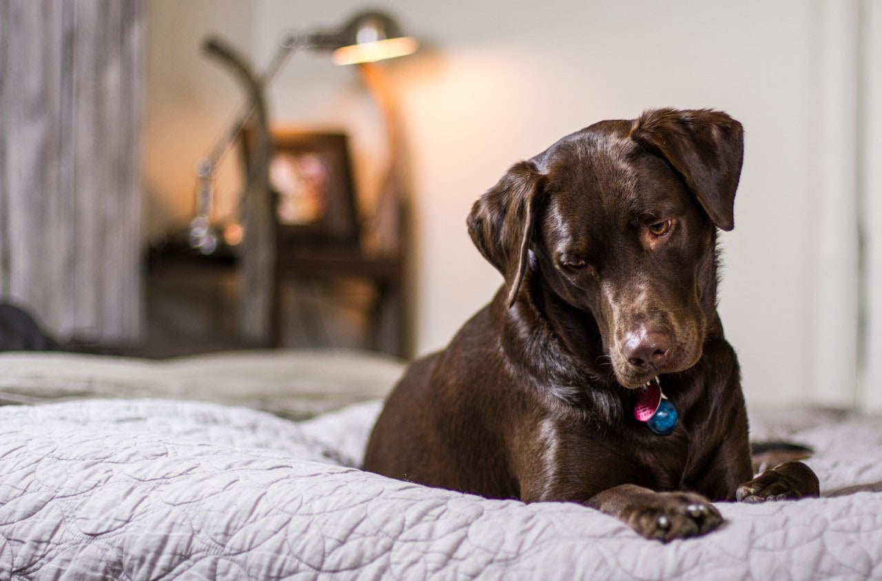 A chocolate labrador sitting on a bed