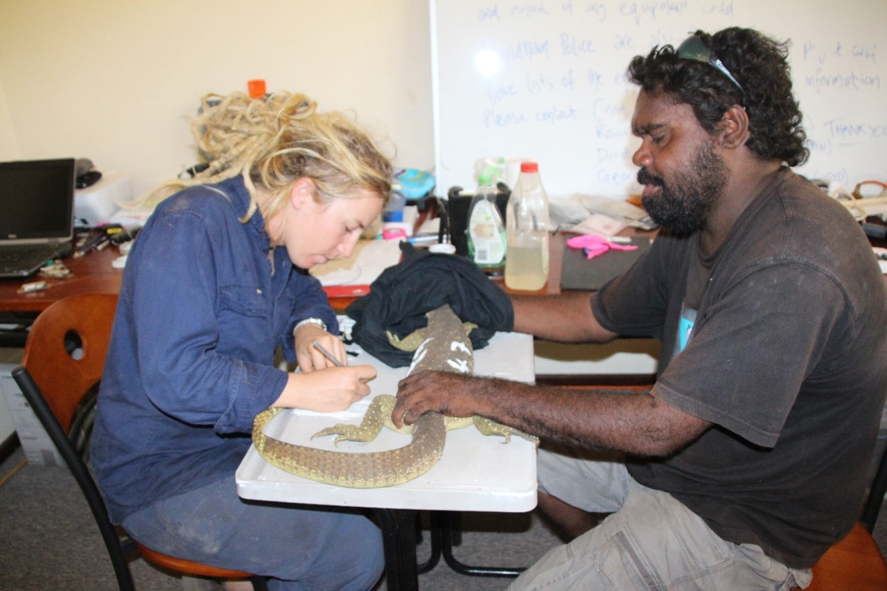 Photos of Dr Georgia Ward-Fear working with Indigenous ranger Wesley Alberts, examining a goanna on a table.