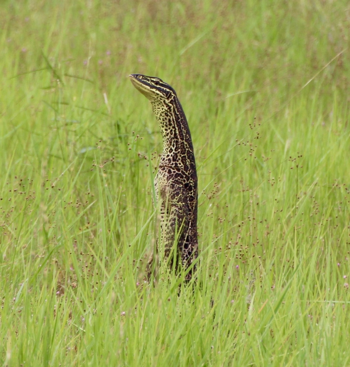 Photo of a goanna standing on its hind legs sniffing the air.
