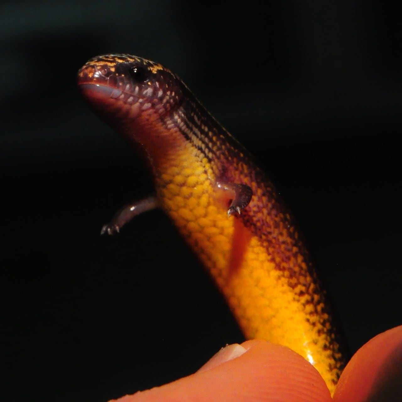 'One of the weirdest lizards': an adult three-toed skink.