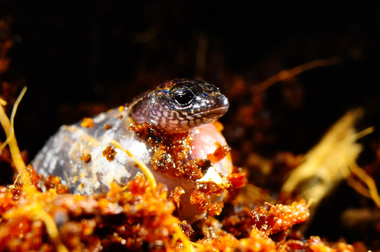 A three-toad skink hatching. Photo: Nadav Pezaro