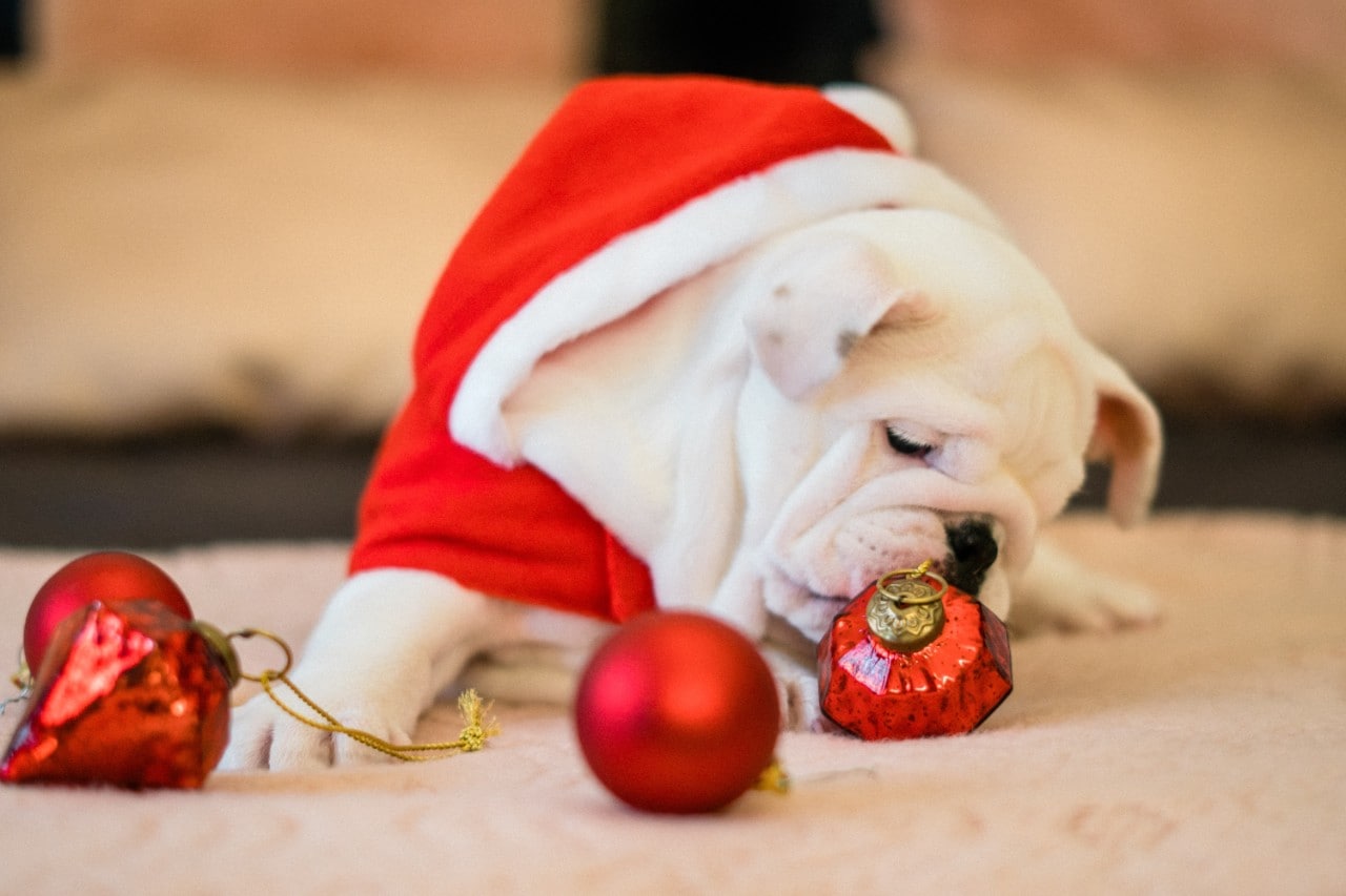 Bulldog looking at Christmas decoration