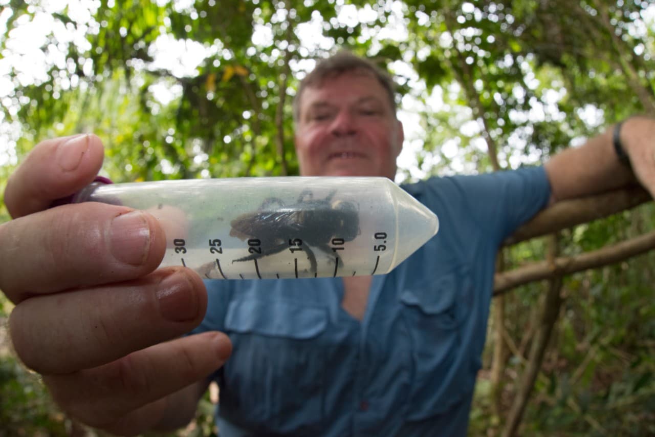 Dr Simon Robson with a live Wallace's giant bee in Indonesia. Photo Clay Bolt