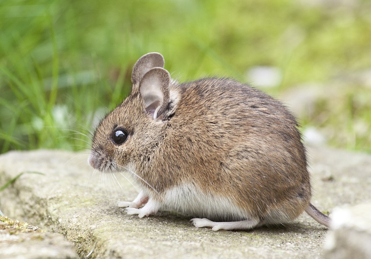Photo of small mouse