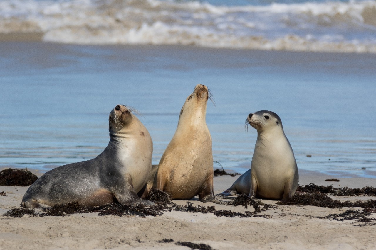 Three Australian sea lions on the beach