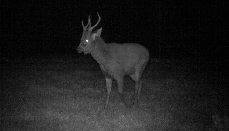 A photo of a deer at night.
