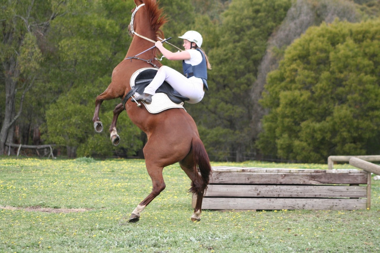 Photo of a horse rearing up with a female rider