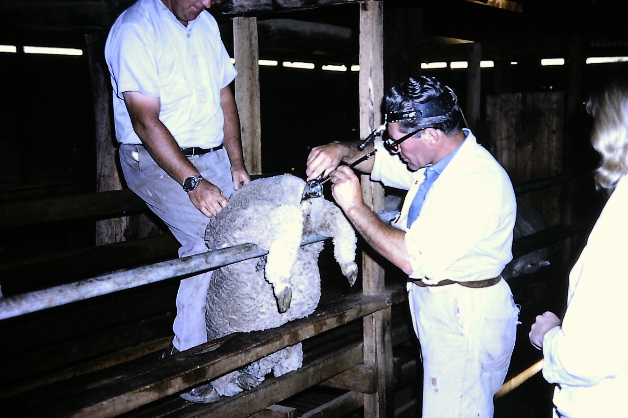 Dr Steven Salamon artificially inseminating sheep in the 1960s. 