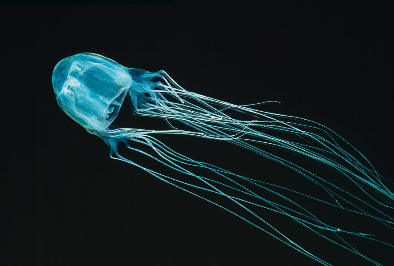 The Australian box jellyfish