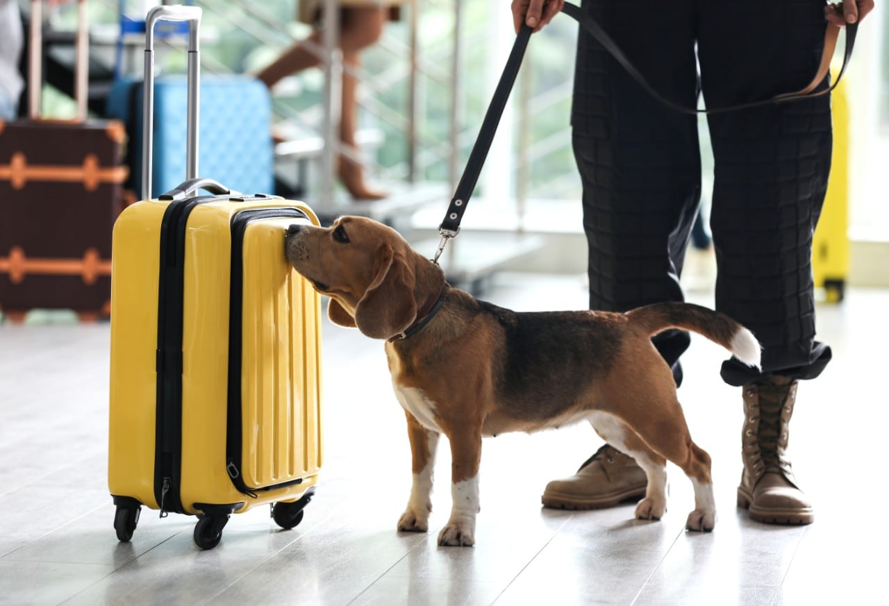 photo of a beagle sniffing a suitcase at an airport