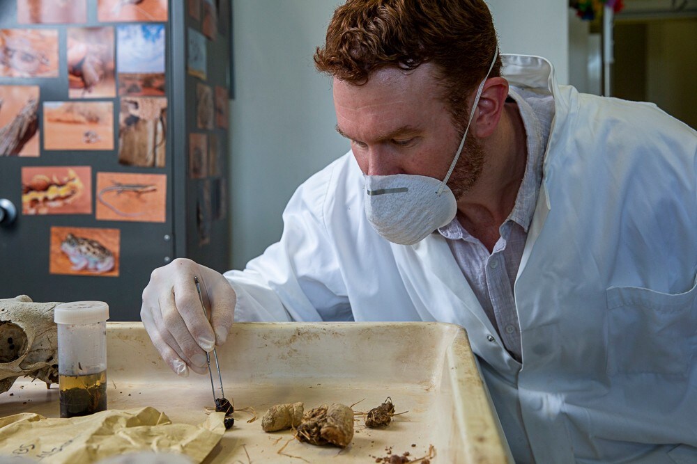 Dr Thomas Newsome inspecting field samples. Photo: Stefanie Zingsheim/University of Sydney