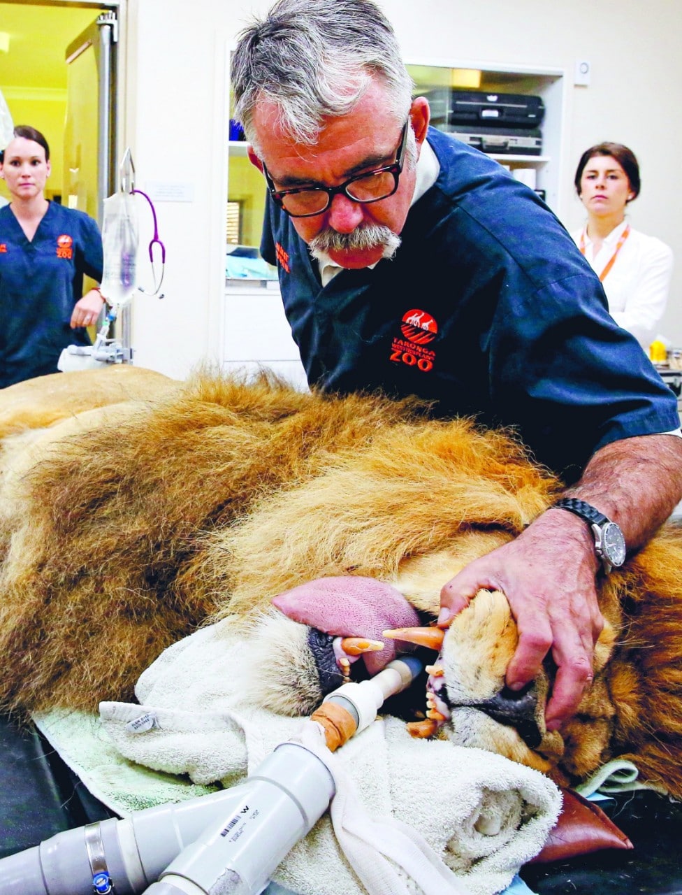 In an operating theatre environment with two staff members observing from the back, a large male lion lies sedated on an operating table. It's luxurious, pink tongue is lolling out to make room for a plastic tube that has been fed into its mouth. Bryant, dressed in a dark blue surgical smock, is behind the lion, leaning across it's mane and holding its upper lip open so he can see it's teeth, which are large and brown.