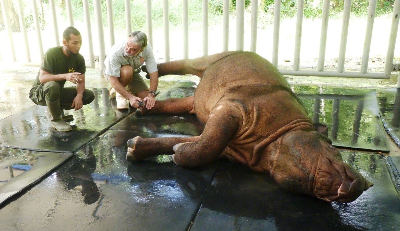 A sedated Sumatran rhino lies of the floor of a large metal cage. The floor is wet and reflective. To the left and between the rhino's four legs, Bryant and a colleague are crouched down and in discussion.