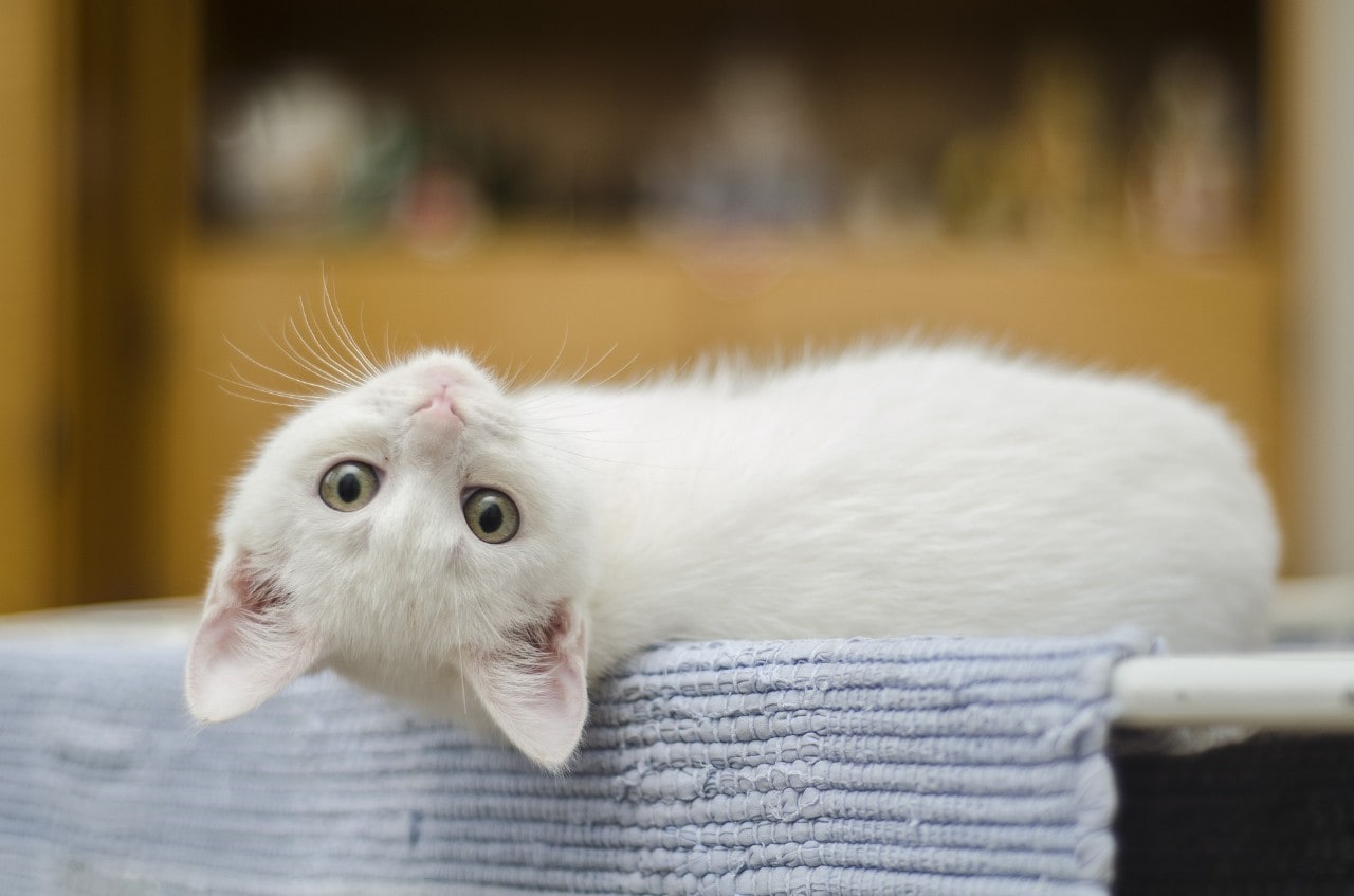 Photo of a cute white kitten lying on its back
