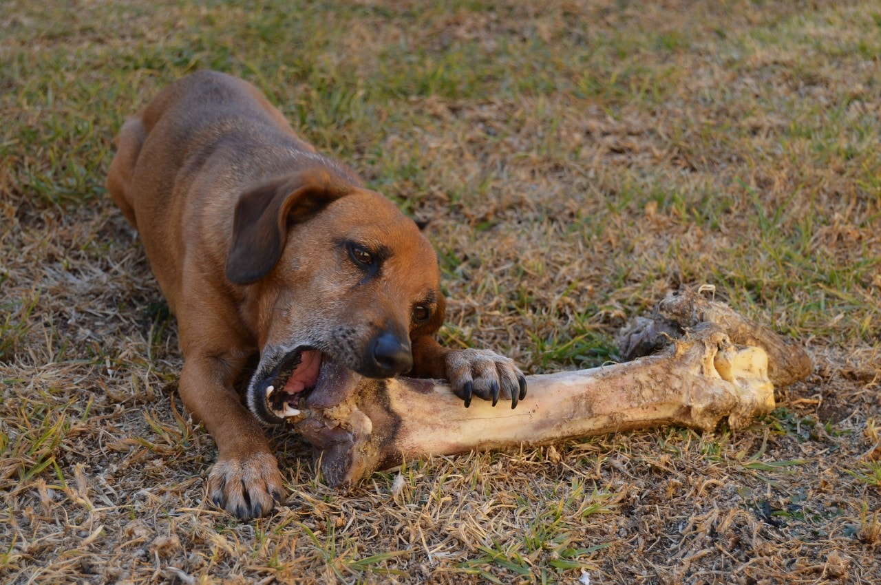 photo of a dog chewing a bone